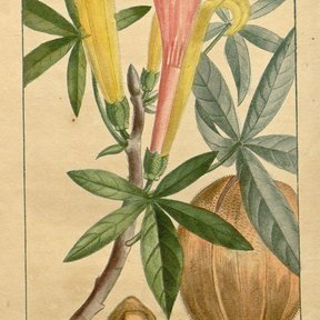 Lámina antigua del zapote de agua con las flores, la hoja y el fruto abierto.