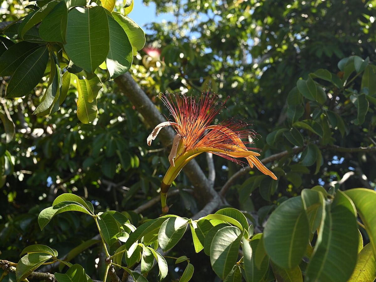 Flor de zapote de agua abriéndose, con los estambres anaranjados desplegados.
