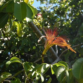 Flor de zapote de agua abriéndose, con los estambres anaranjados desplegados.