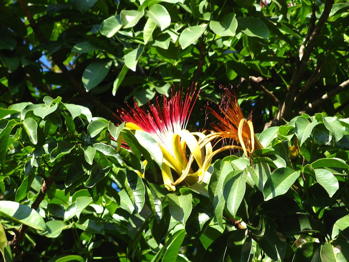 Flor de zapote de agua con los estambres rojos y blancos entre el follaje.