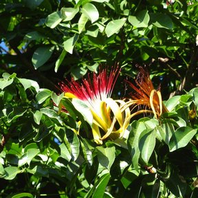 Flor de zapote de agua con los estambres rojos y blancos entre el follaje.