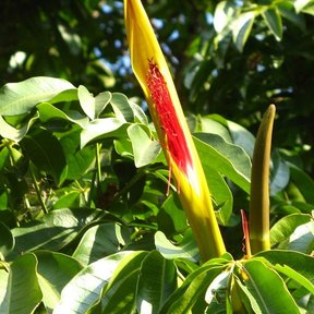 Botón floral de zapote de agua abriéndose, amarillo por fuera y rojo por dentro.