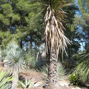 Palma china de tronco cubierto por las hojas secas colgantes, en un jardín seco.
