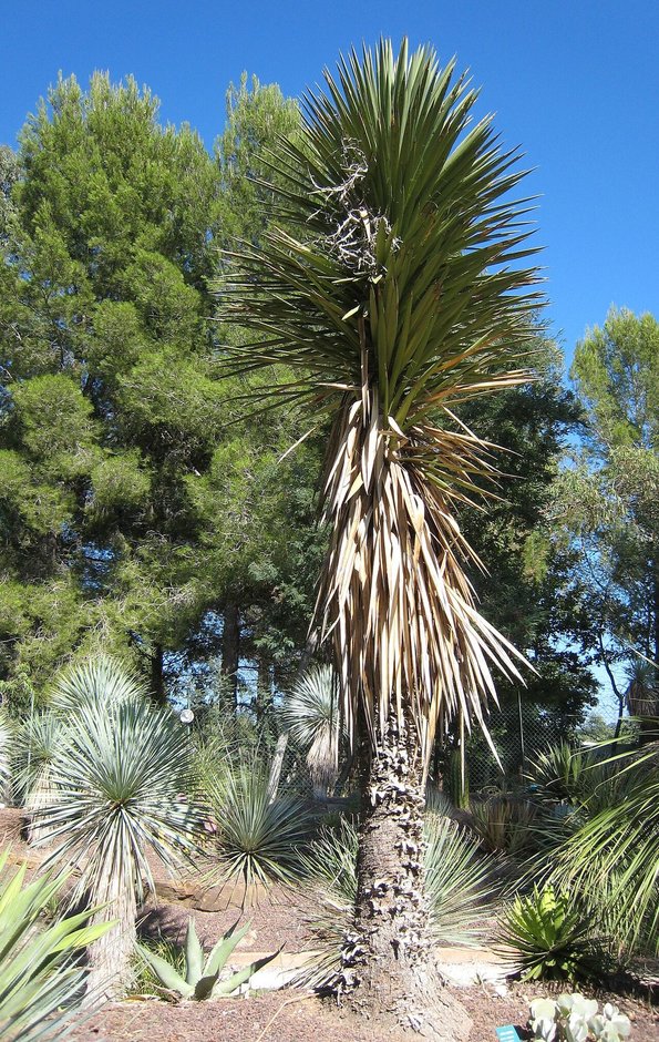 Palma china de tronco cubierto por las hojas secas colgantes, en un jardín seco.
