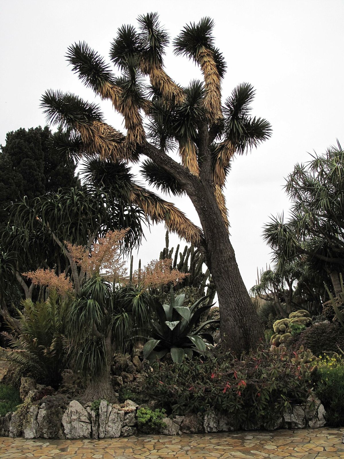 Palma china ramificada en varias cabezas dentro de un jardín de cactos.