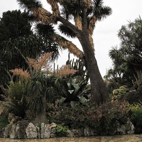 Palma china ramificada en varias cabezas dentro de un jardín de cactos.