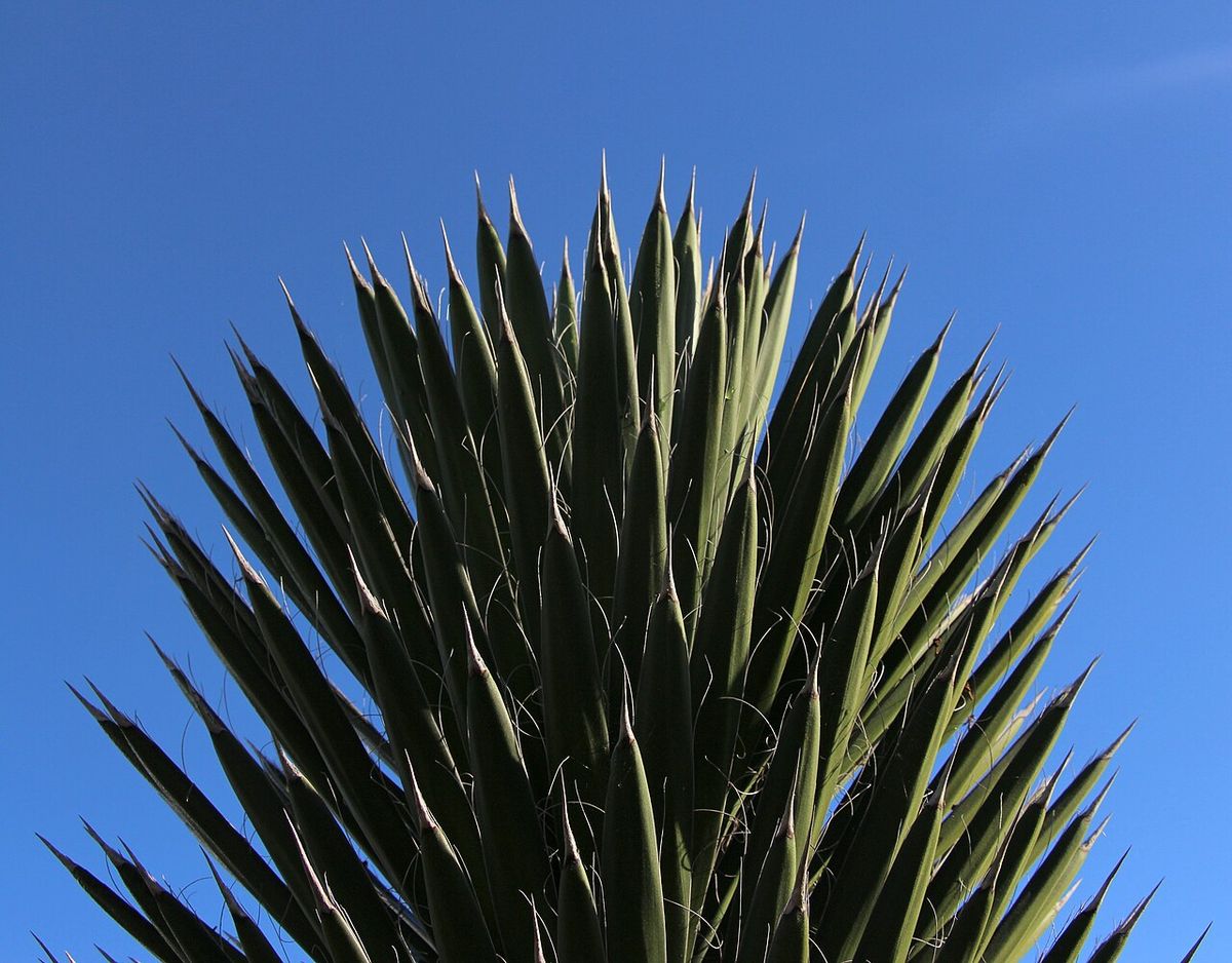 Roseta de hojas rígidas y puntiagudas de palma china contra un cielo azul.