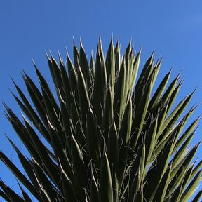 Roseta de hojas rígidas y puntiagudas de palma china contra un cielo azul.