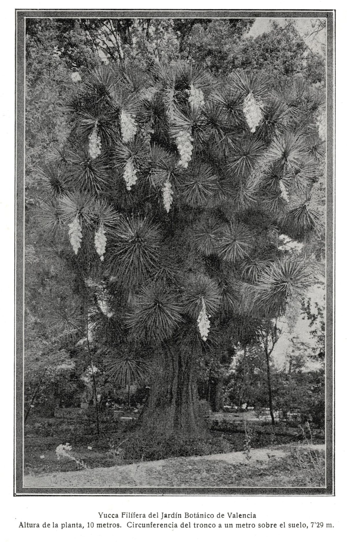 Fotografía antigua con pie de foto de una palma china del jardín botánico de Valencia.