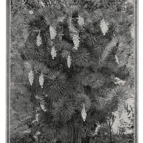 Fotografía antigua con pie de foto de una palma china del jardín botánico de Valencia.