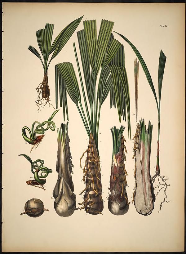 Lámina botánica antigua de la palma de petate con las hojas y las raíces.