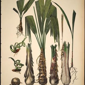 Lámina botánica antigua de la palma de petate con las hojas y las raíces.
