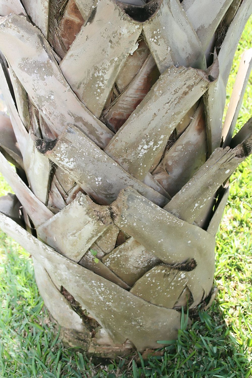 Bases de hoja entretejidas en el estípite de una palma de petate, muy de cerca.
