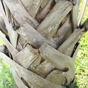 Bases de hoja entretejidas en el estípite de una palma de petate, muy de cerca.