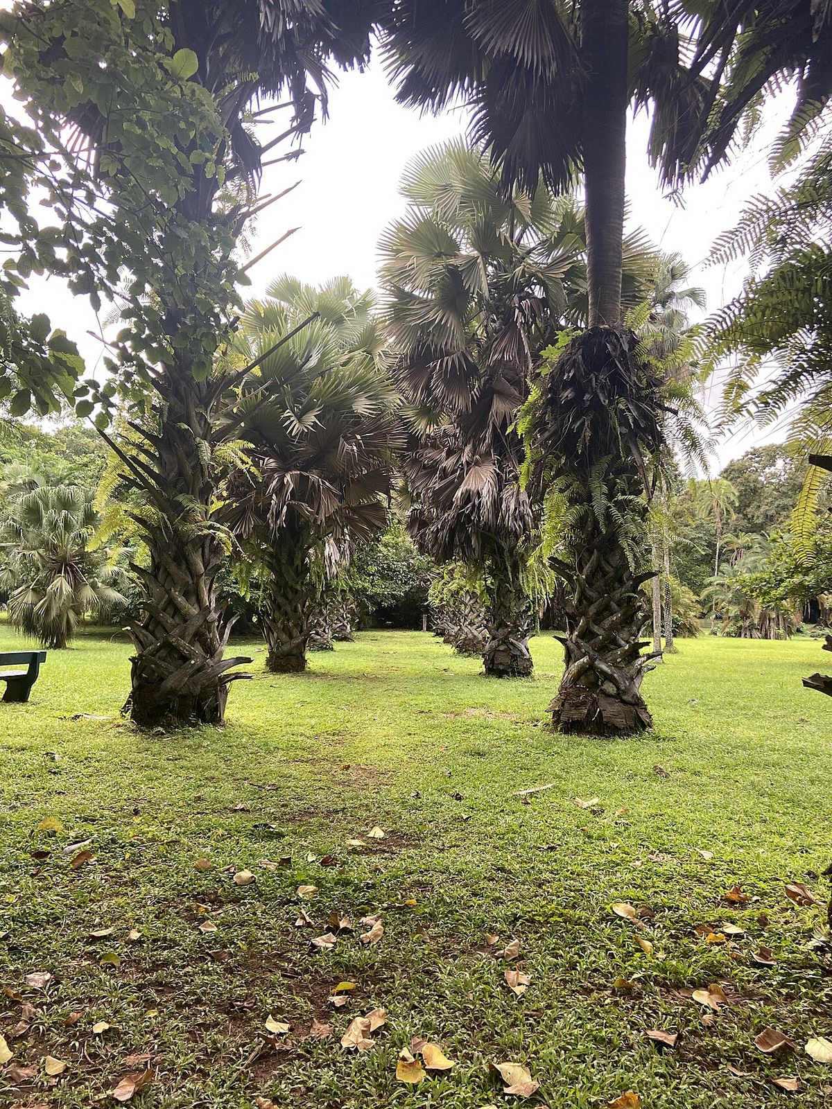 Palmas reales de estípite grueso sobre el pasto de un jardín botánico.