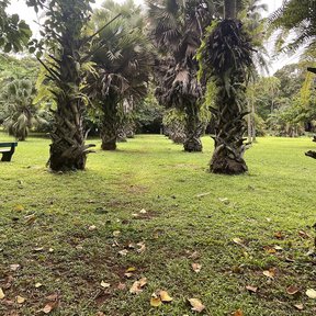 Palmas reales de estípite grueso sobre el pasto de un jardín botánico.