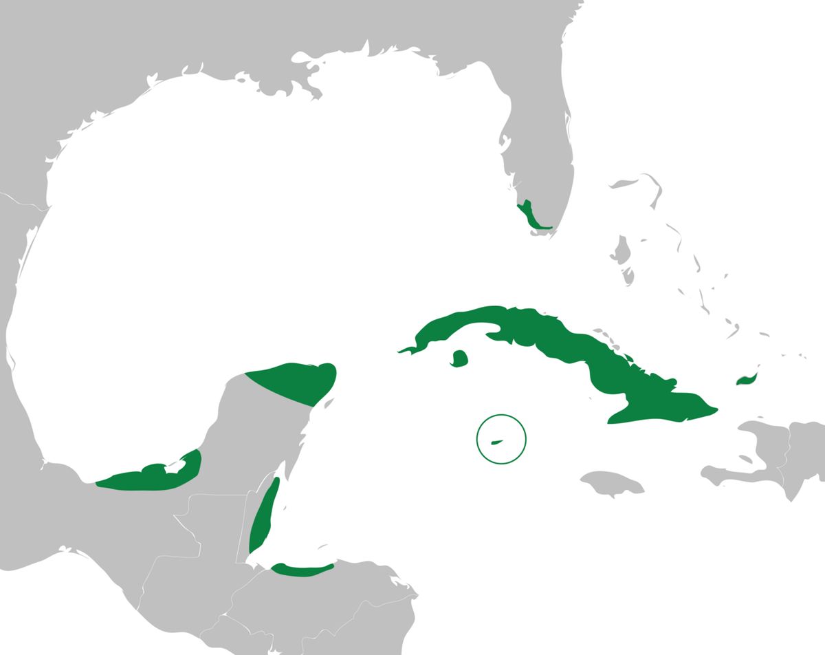Mapa del Caribe con la distribución de la palma real marcada en verde.