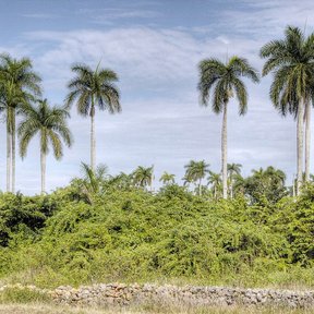 Hilera de palmas reales asomando por encima de la vegetación baja.