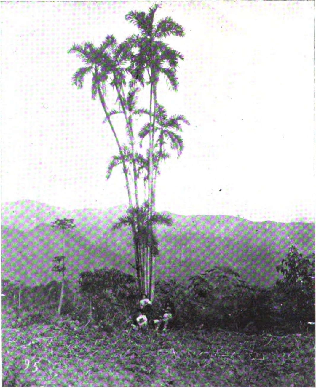 Palmas reales fotografiadas en blanco y negro sobre una ladera abierta.
