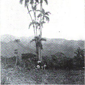 Palmas reales fotografiadas en blanco y negro sobre una ladera abierta.