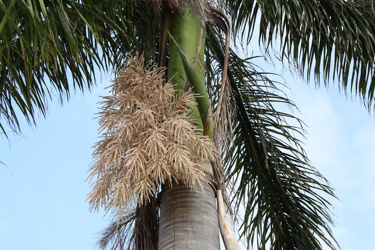 Inflorescencia seca y ramificada de palma real bajo la corona de hojas.