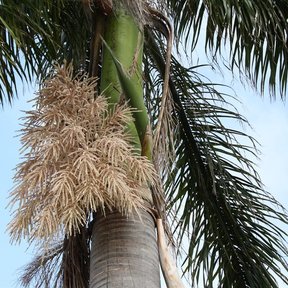 Inflorescencia seca y ramificada de palma real bajo la corona de hojas.