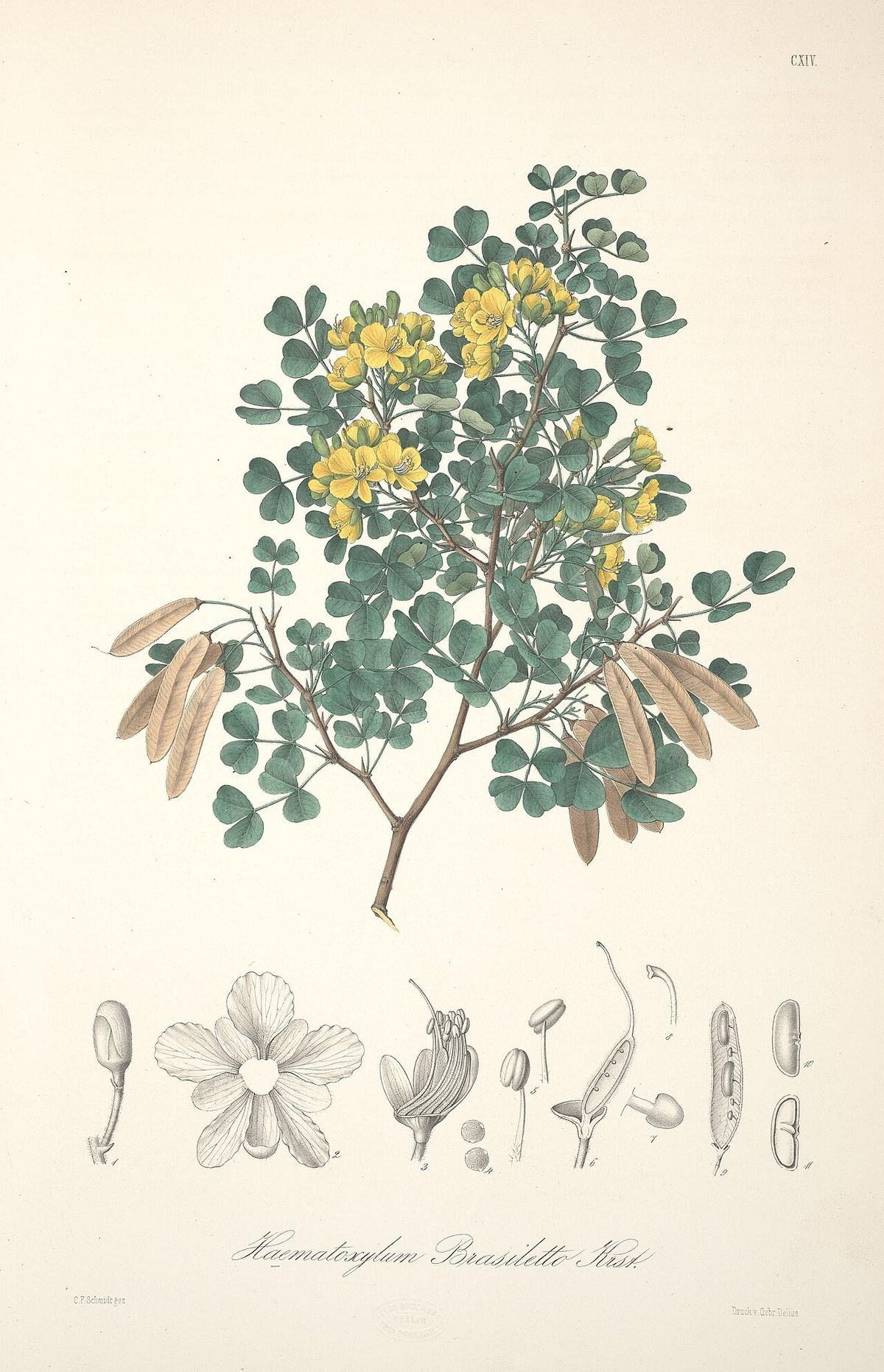 Lámina coloreada de palo de brasil con la rama florida y los cortes de la flor.