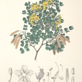 Lámina coloreada de palo de brasil con la rama florida y los cortes de la flor.