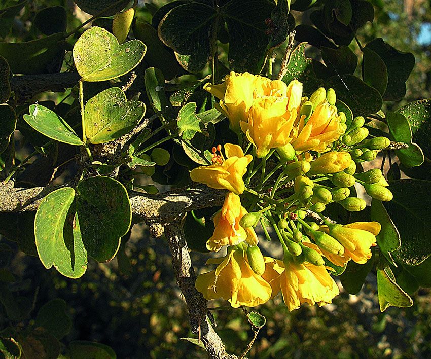 Racimo de flores amarillas de palo de brasil entre el follaje verde oscuro.