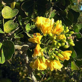 Racimo de flores amarillas de palo de brasil entre el follaje verde oscuro.