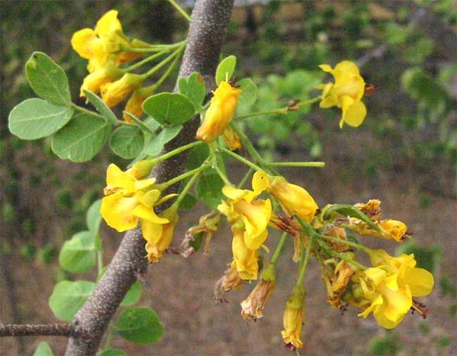 Flores amarillas de palo de brasil abiertas a lo largo de una rama gris.