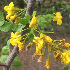 Flores amarillas de palo de brasil abiertas a lo largo de una rama gris.