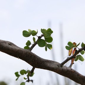 Rama gruesa de palo de brasil con unas pocas hojas nuevas contra el cielo.