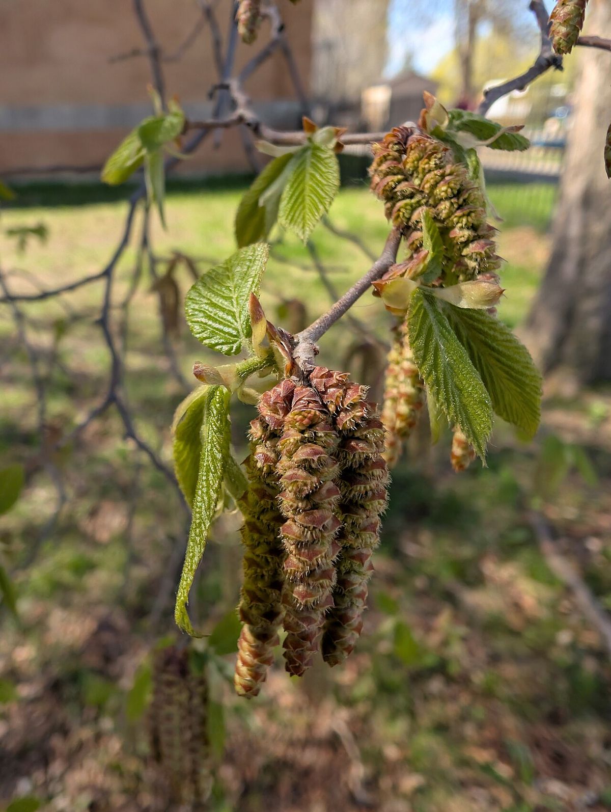 Amentos colgantes de palo de hierro junto a las hojas nuevas, en primavera.