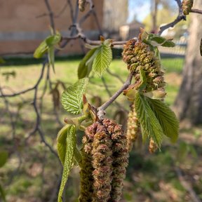 Amentos colgantes de palo de hierro junto a las hojas nuevas, en primavera.