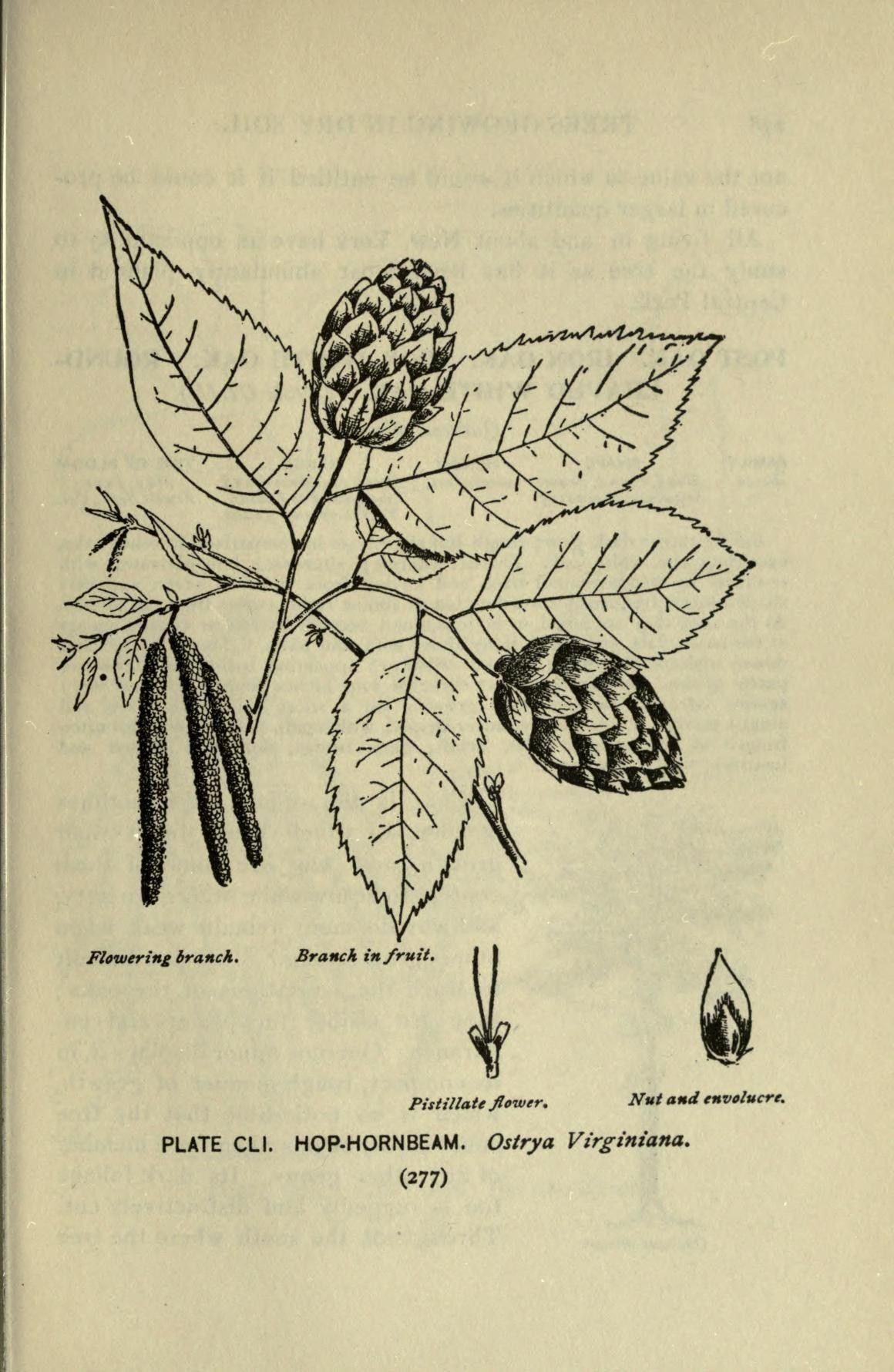 Lámina a línea de palo de hierro con la rama en flor, el fruto y la nuez.