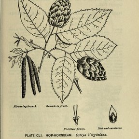 Lámina a línea de palo de hierro con la rama en flor, el fruto y la nuez.