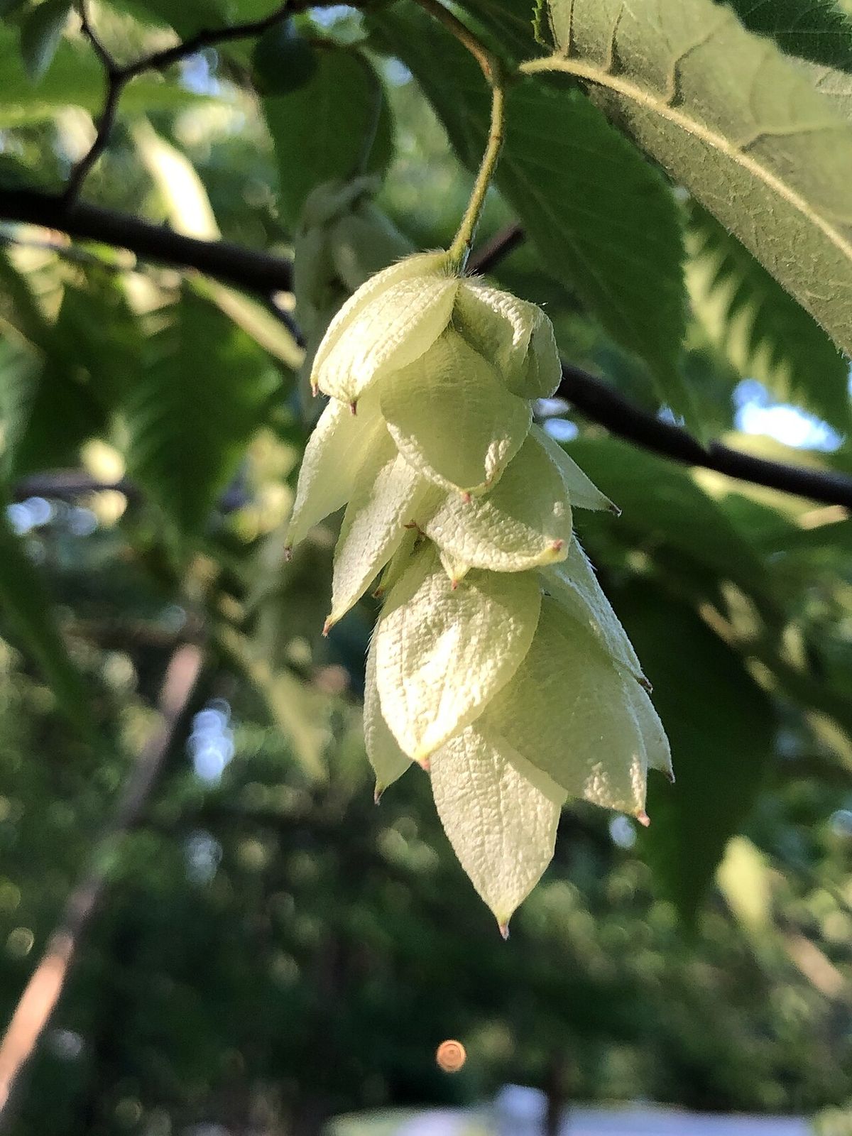 Un racimo de fruto de palo de hierro colgando, con las brácteas infladas y claras.