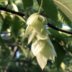 Un racimo de fruto de palo de hierro colgando, con las brácteas infladas y claras.