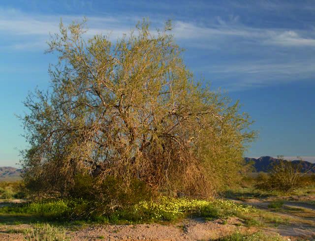 Palo fierro de copa ancha y densa en el desierto, con la sierra al fondo.