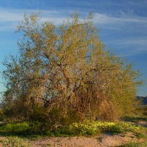 Palo fierro de copa ancha y densa en el desierto, con la sierra al fondo.