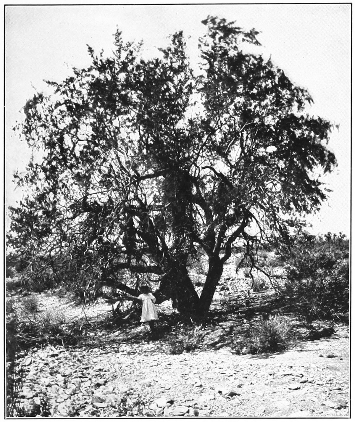 Fotografía antigua en blanco y negro de un palo fierro con una persona a su sombra.