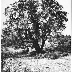 Fotografía antigua en blanco y negro de un palo fierro con una persona a su sombra.