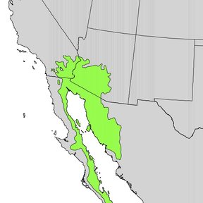 Mapa del noroeste de México con el área de distribución del palo fierro en verde.