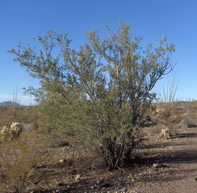 Palo fierro de copa grisácea y baja entre chollas y matorral del desierto.