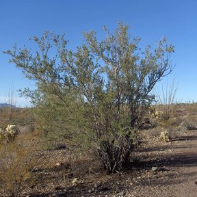 Palo fierro de copa grisácea y baja entre chollas y matorral del desierto.