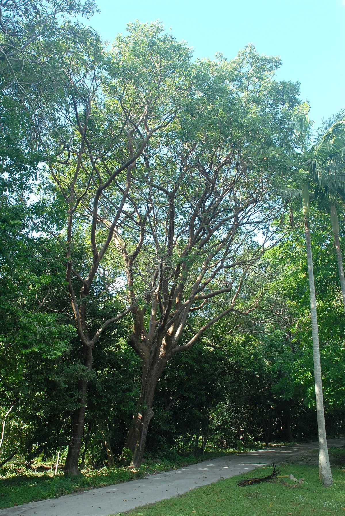 Palo mulato de tronco claro y copa amplia junto a un camino de parque.