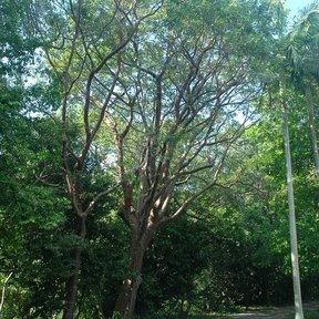 Palo mulato de tronco claro y copa amplia junto a un camino de parque.