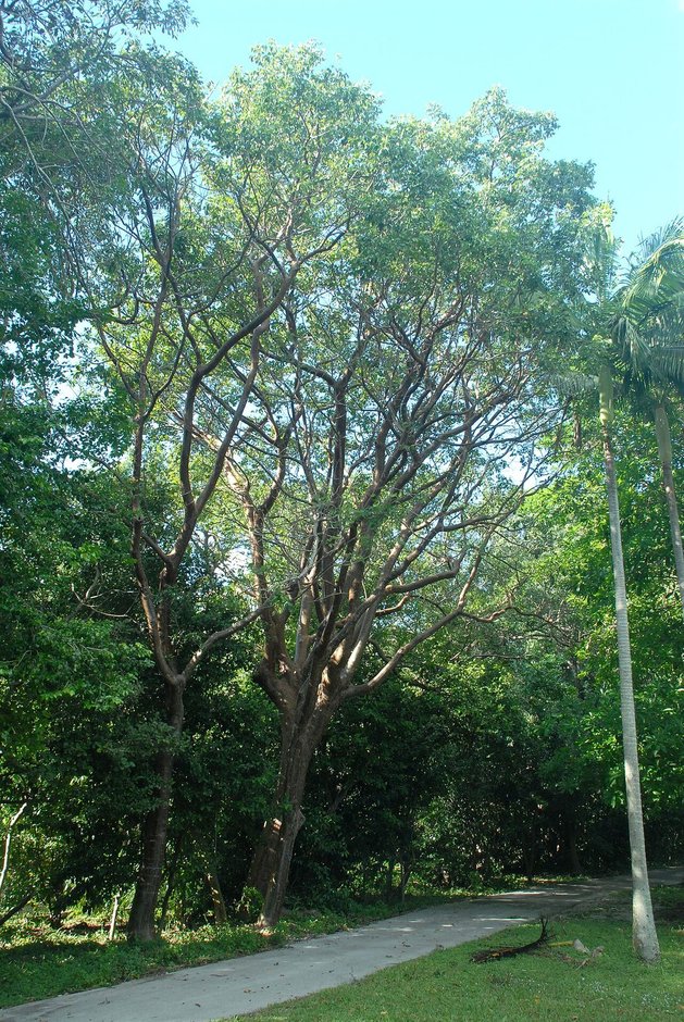 Palo mulato de tronco claro y copa amplia junto a un camino de parque.