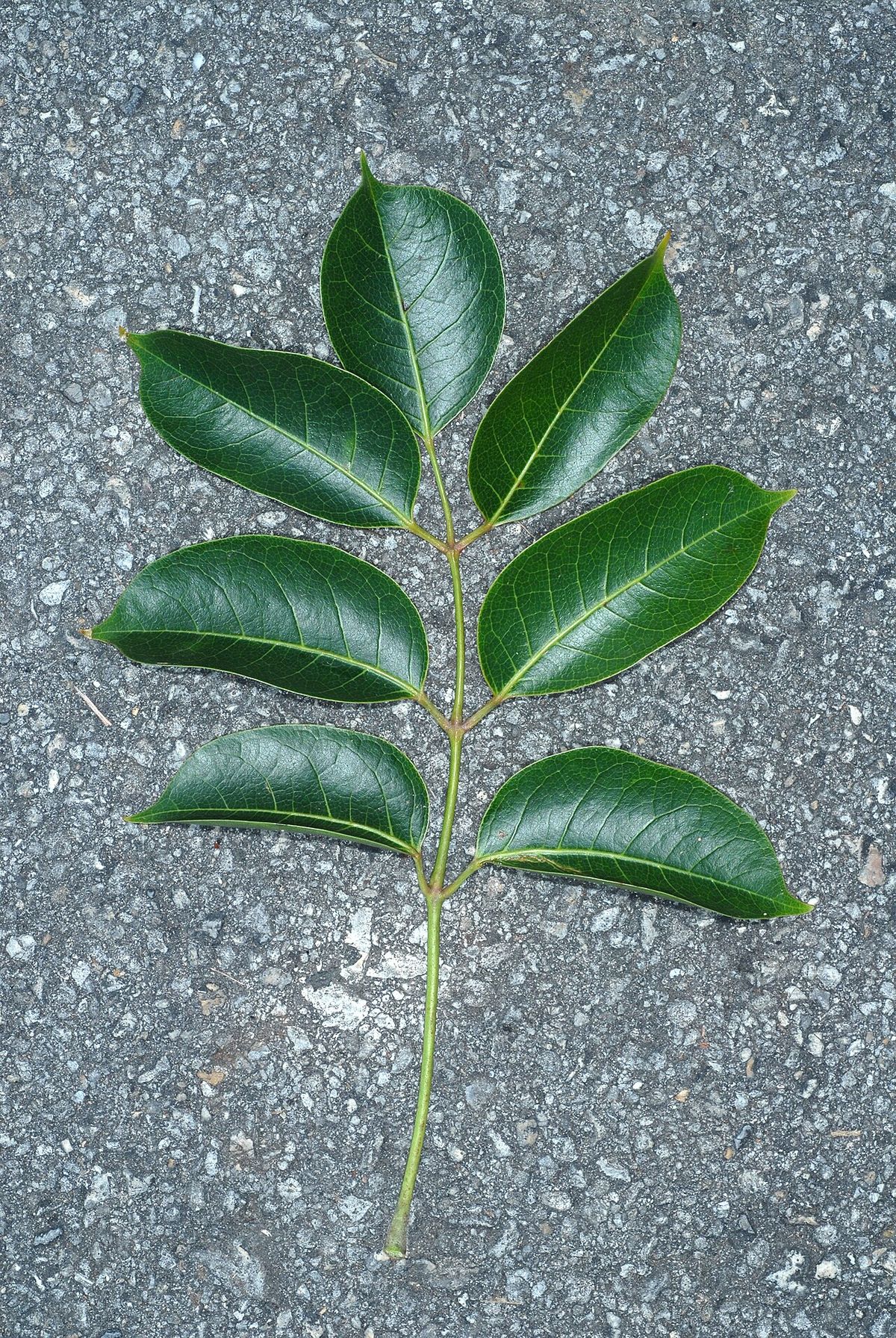 Hoja pinnada de palo mulato extendida sobre el asfalto para fotografiarla.